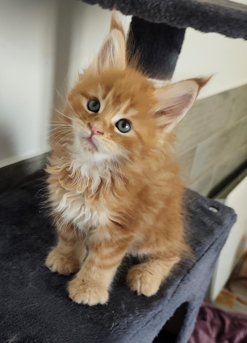 Beyla Kitten's Palace Femelle Maine coon
