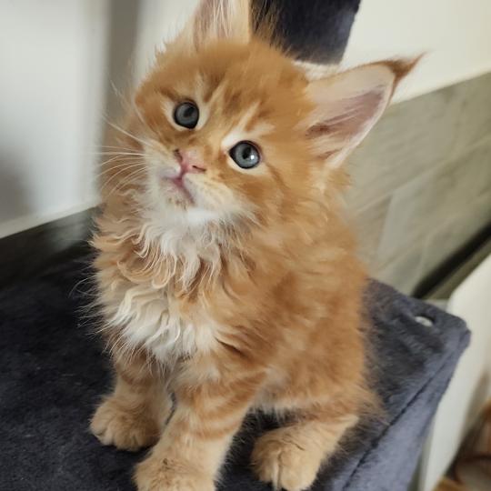Beyla Kitten's Palace Femelle Maine coon