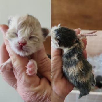 chaton Maine coon blue tortie B collier rose Chatterie Kitten's Palace Elevage de Maine Coon