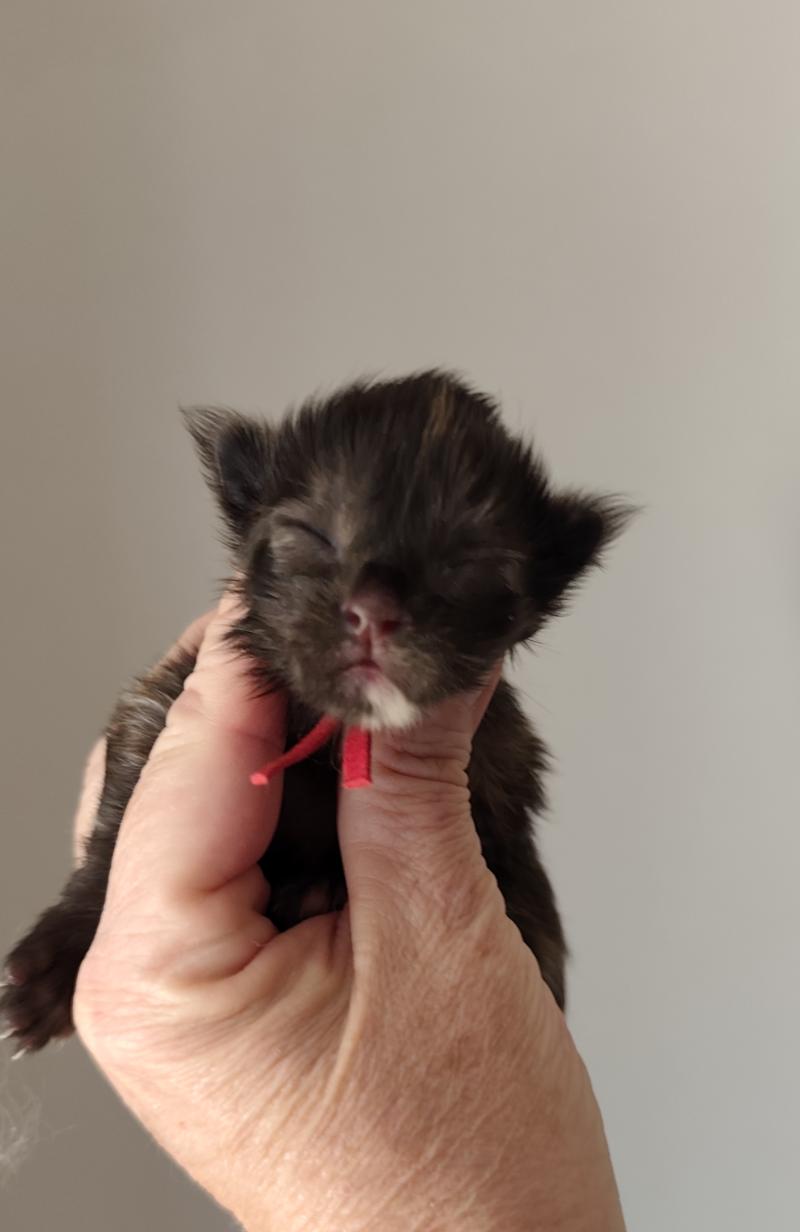 B collier rouge Kitten's Palace Femelle Maine coon