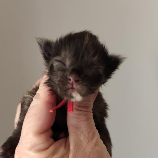 B collier rouge Kitten's Palace Femelle Maine coon