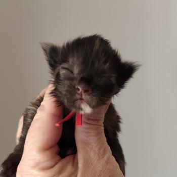 chaton Maine coon black tortie B collier rouge Chatterie Kitten's Palace Elevage de Maine Coon