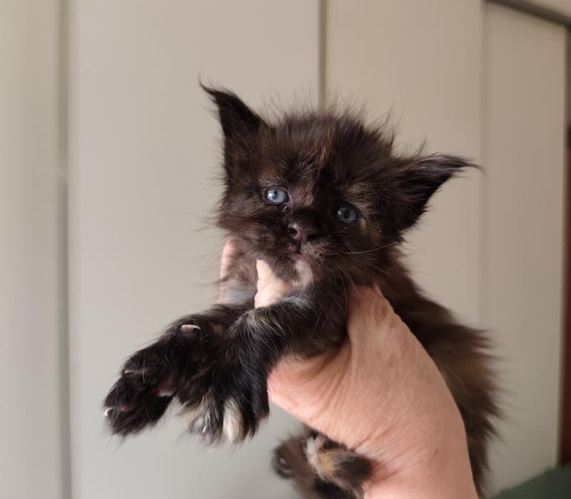 Byzance Kitten's Palace Femelle Maine coon