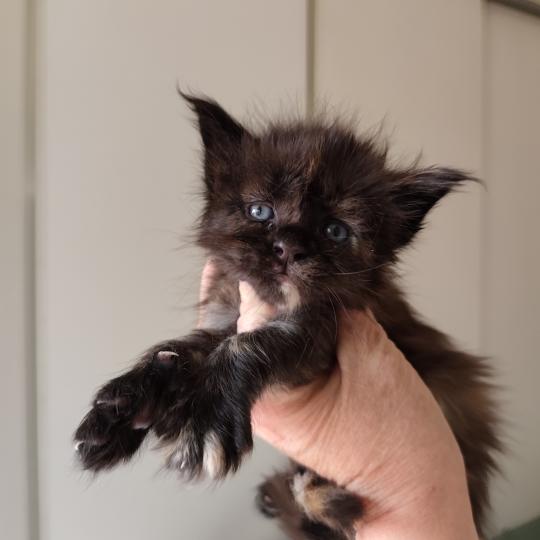 Byzance Kitten's Palace Femelle Maine coon