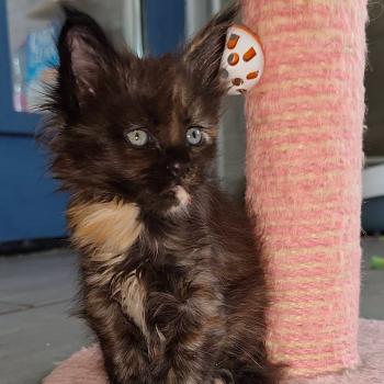 chaton Maine coon black tortie Byzance Chatterie Kitten's Palace Elevage de Maine Coon
