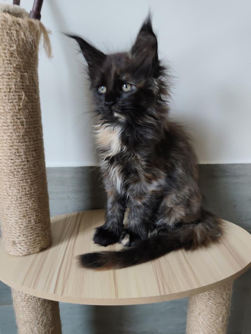 Byzance Kitten's Palace Femelle Maine coon