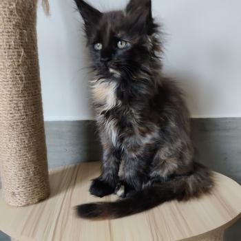 chaton Maine coon black tortie Byzance Chatterie Kitten's Palace Elevage de Maine Coon