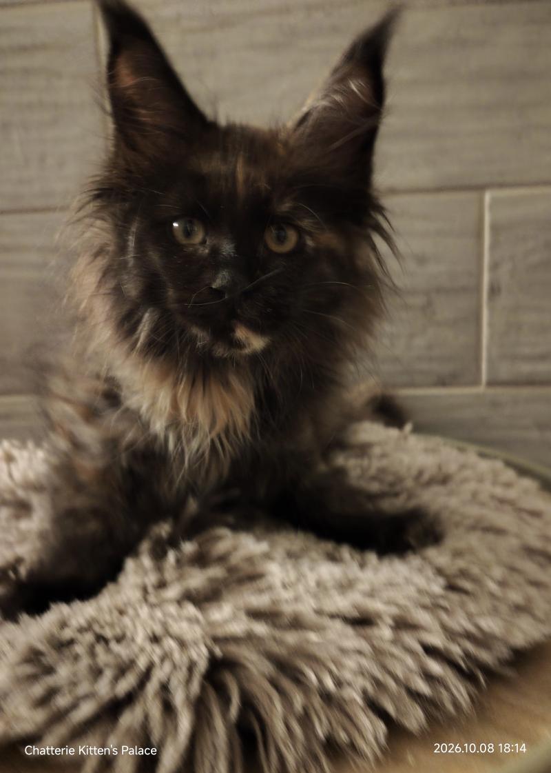 Byzance Kitten's Palace Femelle Maine coon