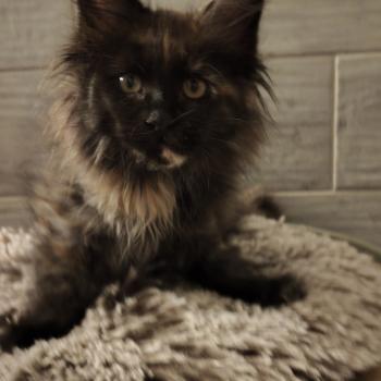 chaton Maine coon black tortie Byzance Chatterie Kitten's Palace Elevage de Maine Coon