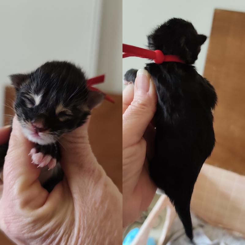 B collier rouge Kitten's Palace Mâle Maine coon