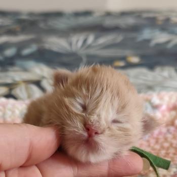 chaton Maine coon cream B collier vert Chatterie Kitten's Palace Elevage de Maine Coon