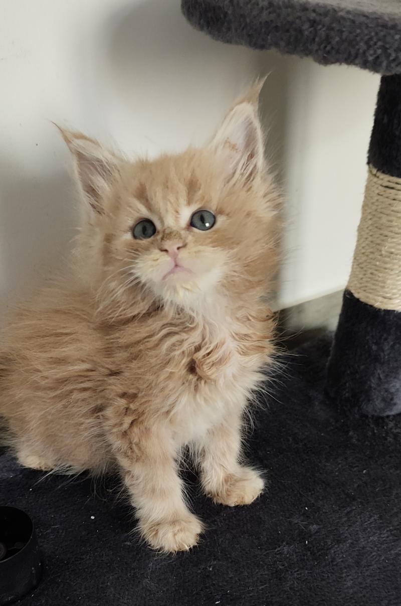 Billy Kitten's Palace Mâle Maine coon