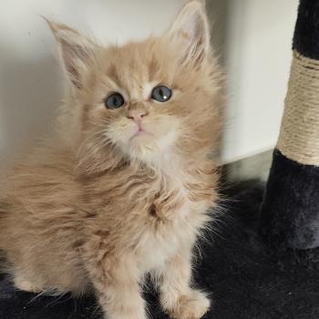 chaton Maine coon cream B collier vert Chatterie Kitten's Palace Elevage de Maine Coon