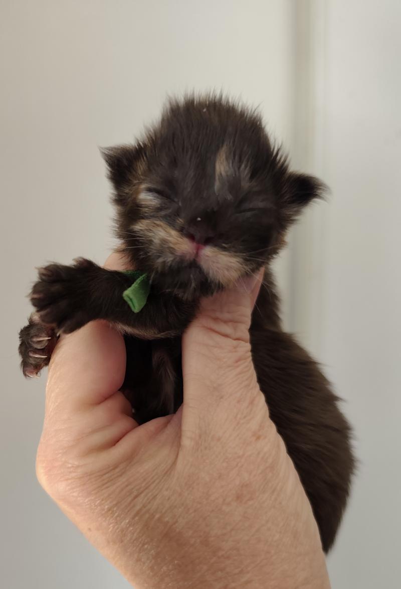 B collier vert Kitten's Palace Femelle Maine coon