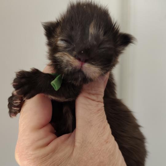 B collier vert Kitten's Palace Femelle Maine coon