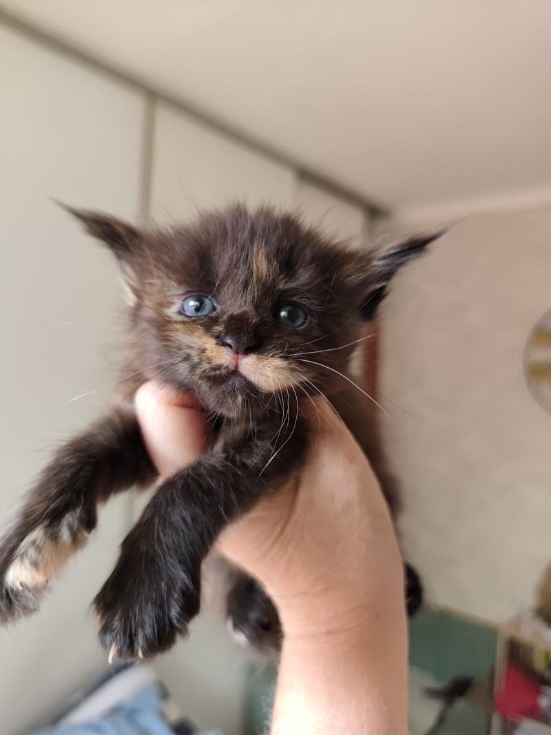 Brynhild Kitten's Palace Femelle Maine coon
