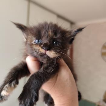 chaton Maine coon black tortie Brynhild Chatterie Kitten's Palace Elevage de Maine Coon