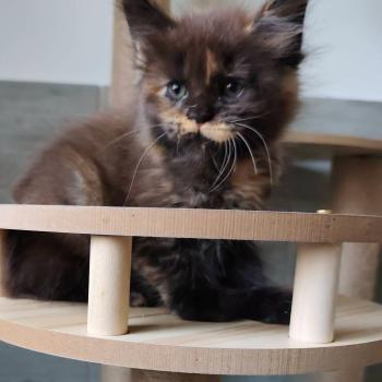 chaton Maine coon black tortie Brynhild Chatterie Kitten's Palace Elevage de Maine Coon