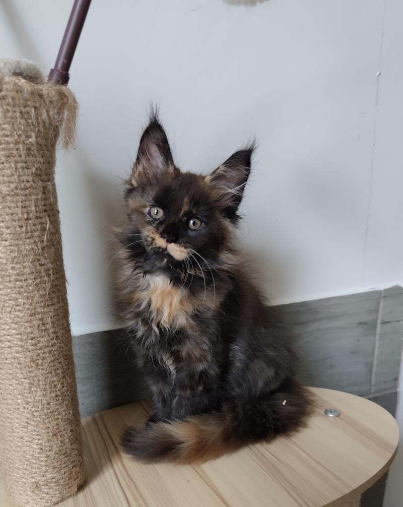 Brynhild Kitten's Palace Femelle Maine coon