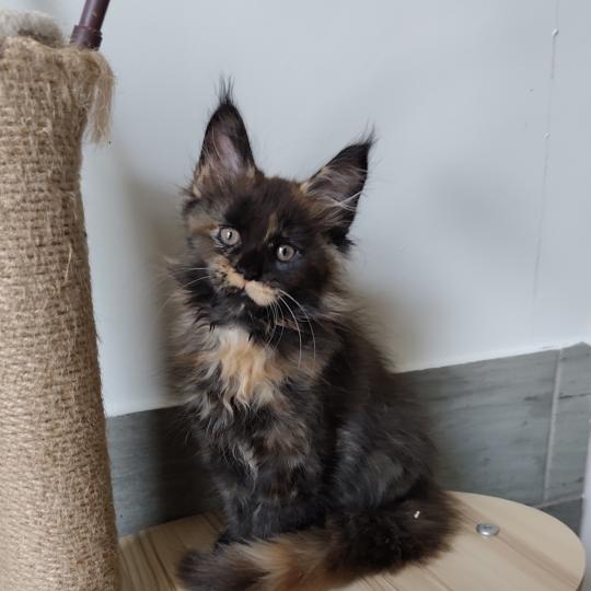 Brynhild Kitten's Palace Femelle Maine coon