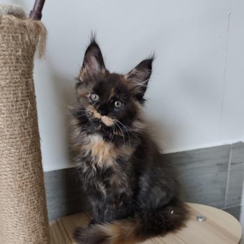 chaton Maine coon black tortie Brynhild Chatterie Kitten's Palace Elevage de Maine Coon
