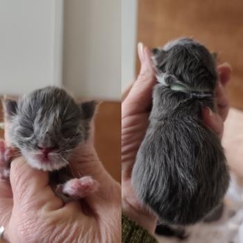 chaton Maine coon blue B collier vert clair Chatterie Kitten's Palace Elevage de Maine Coon