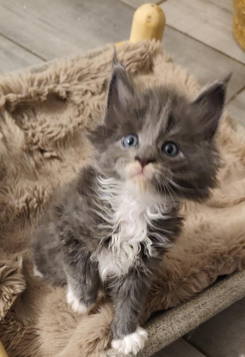 Byron Kitten's Palace Mâle Maine coon