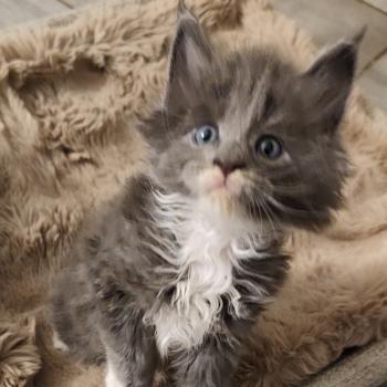 chaton Maine coon blue bicolor Byron Chatterie Kitten's Palace Elevage de Maine Coon