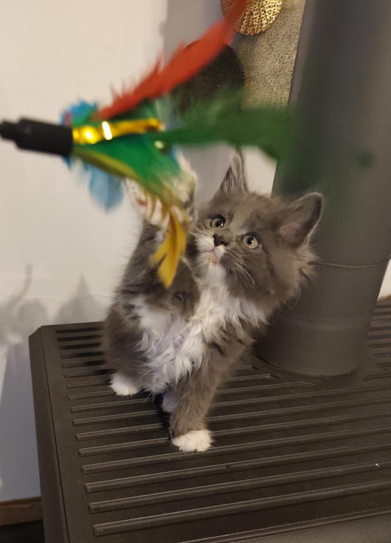 Byron Kitten's Palace Mâle Maine coon