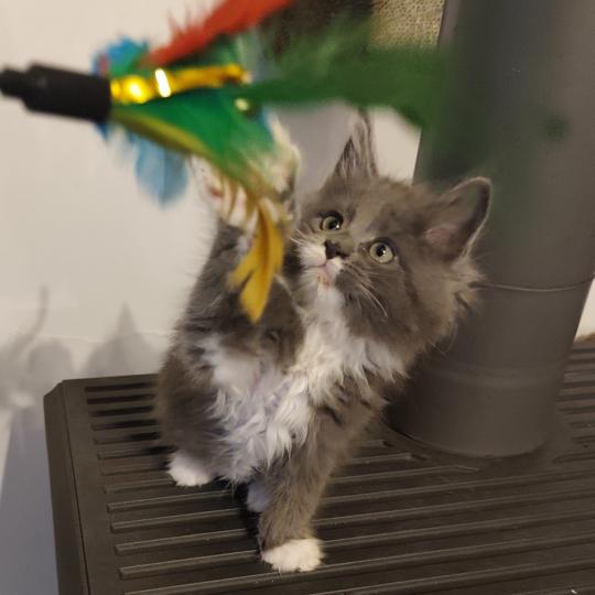 Byron Kitten's Palace Mâle Maine coon
