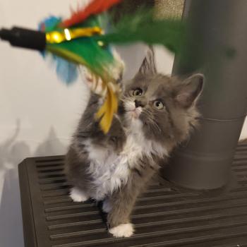 chaton Maine coon blue bicolor Byron Chatterie Kitten's Palace Elevage de Maine Coon