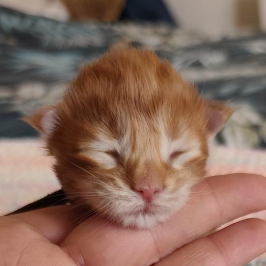 B collier marron Kitten's Palace Mâle Maine coon