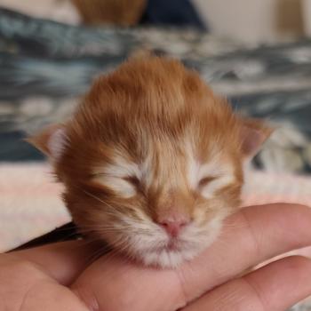 chaton Maine coon red B collier marron Chatterie Kitten's Palace Elevage de Maine Coon