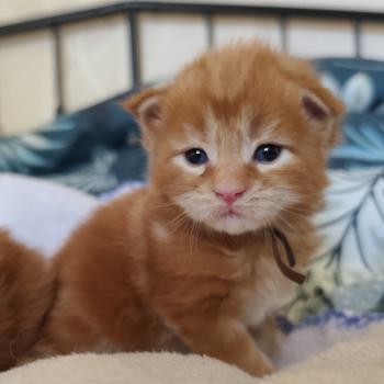 chaton Maine coon red B collier marron Chatterie Kitten's Palace Elevage de Maine Coon