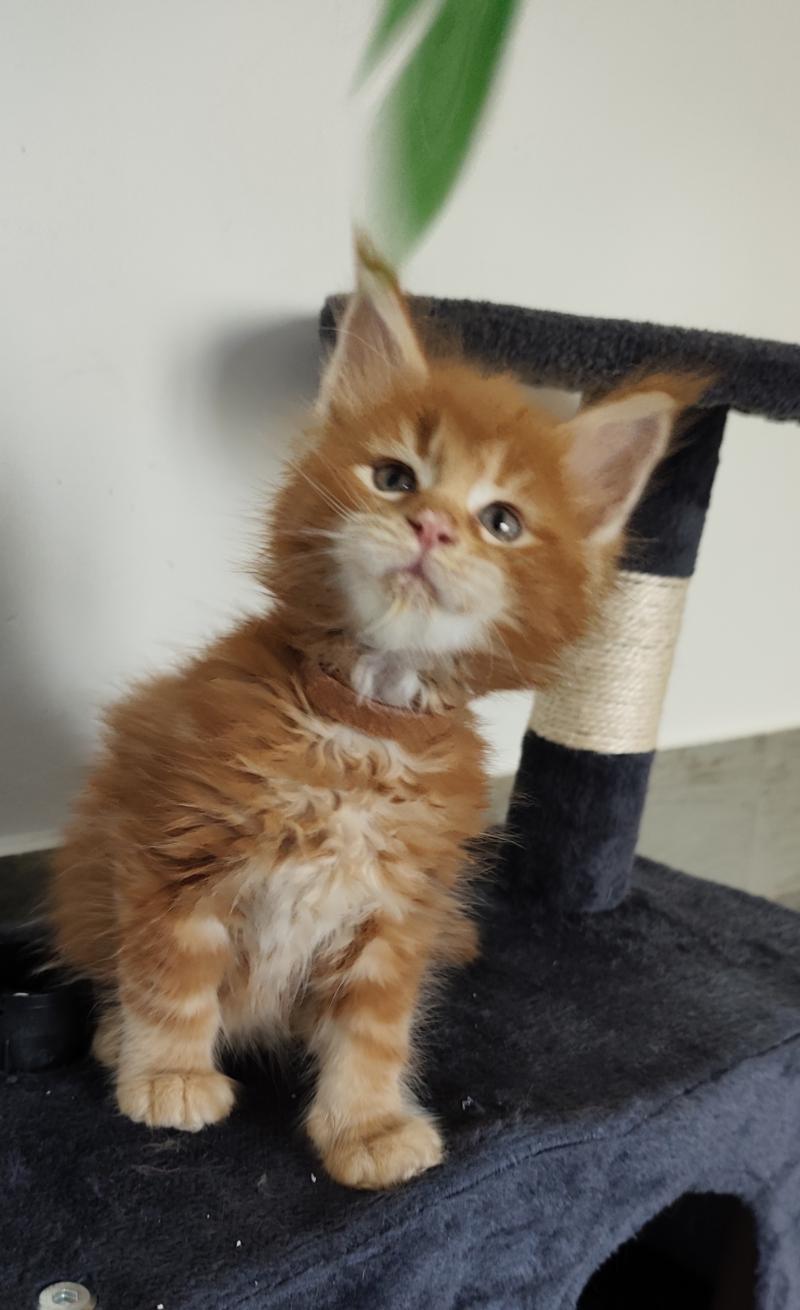 Balder Kitten's Palace Mâle Maine coon