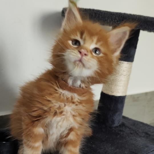 Balder Kitten's Palace Mâle Maine coon