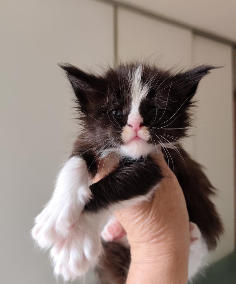 Bao Kitten's Palace Mâle Maine coon