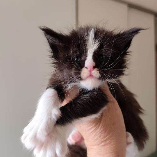 Bao Kitten's Palace Mâle Maine coon