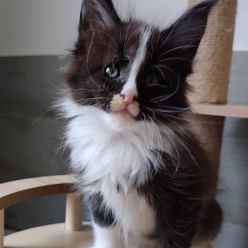 chaton Maine coon black & blanc Bao Chatterie Kitten's Palace Elevage de Maine Coon