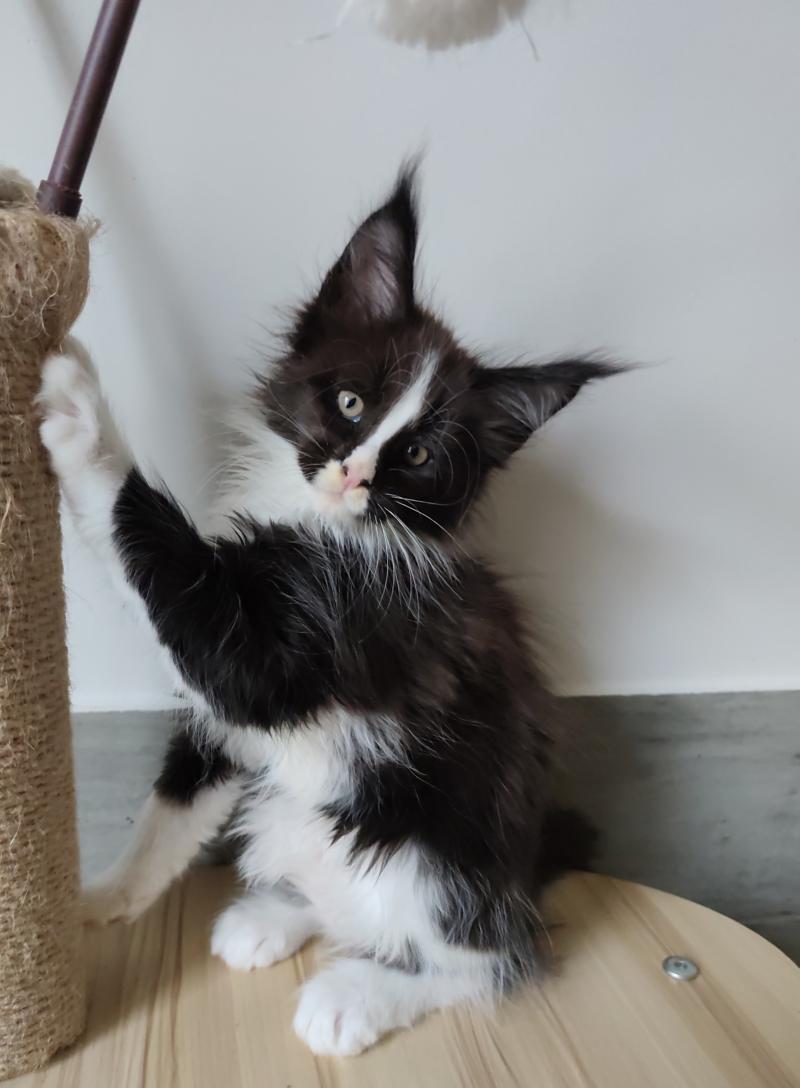 Bao Kitten's Palace Mâle Maine coon