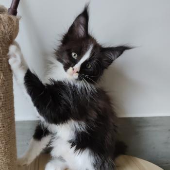 chaton Maine coon black & blanc Bao Chatterie Kitten's Palace Elevage de Maine Coon
