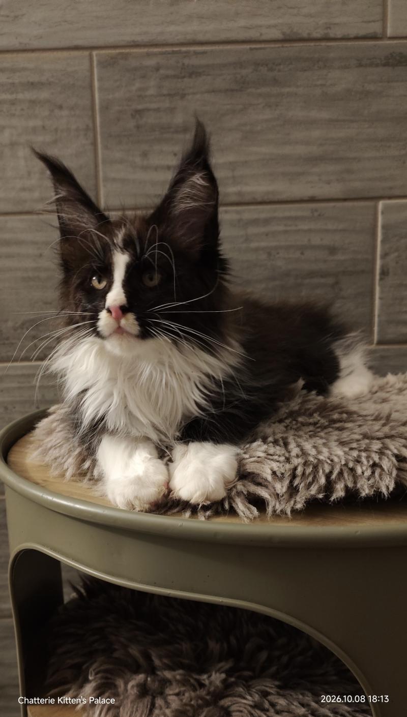 Bao Kitten's Palace Mâle Maine coon