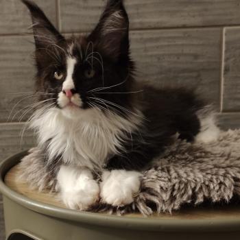 chaton Maine coon black & blanc Bao Chatterie Kitten's Palace Elevage de Maine Coon