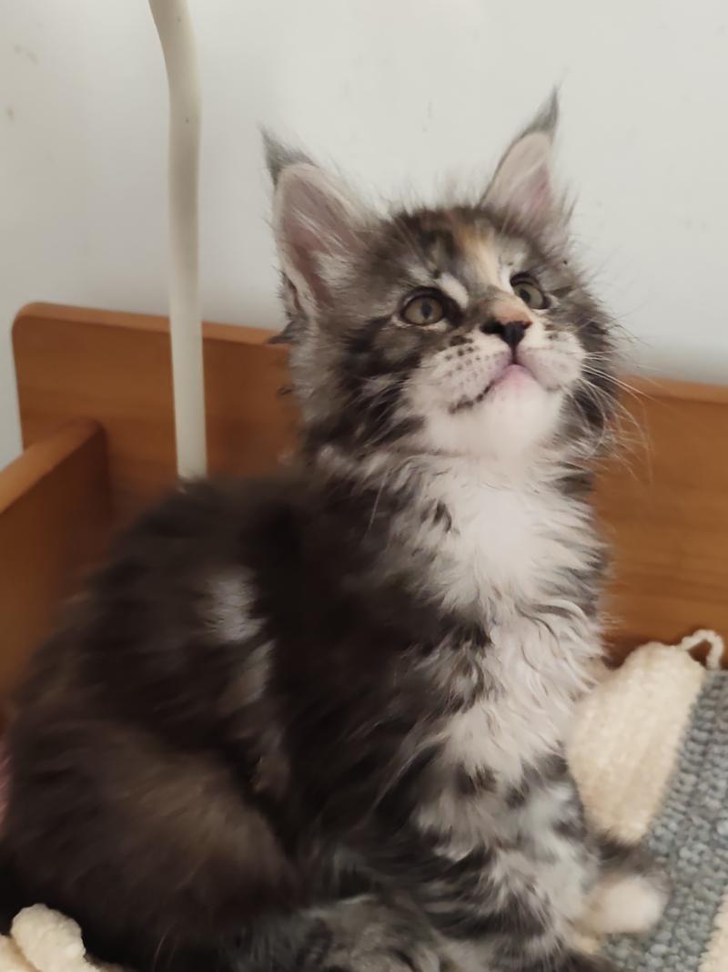 Bellynda Kitten's Palace Femelle Maine coon