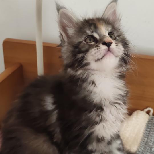 Bellynda Kitten's Palace Femelle Maine coon