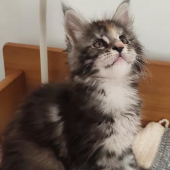 chaton Maine coon black tortie Bellynda Chatterie Kitten's Palace Elevage de Maine Coon