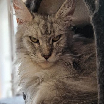 chat Maine coon Roxane Chatterie Kitten's Palace Elevage de Maine Coon