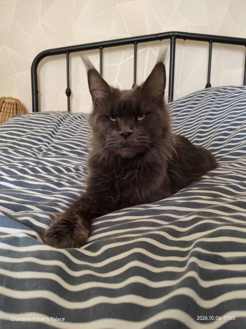 Rosali Afgan PL Femelle Maine coon