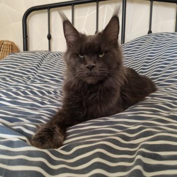 chat Maine coon blue Rosali Chatterie Kitten's Palace Elevage de Maine Coon