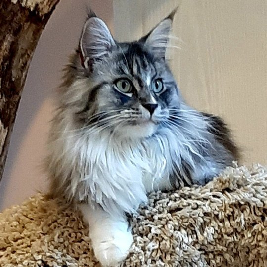 de Laf Safir Femelle Maine coon